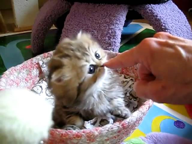 Funny Cats, Sweet Kittens - CUTE Video EVER!