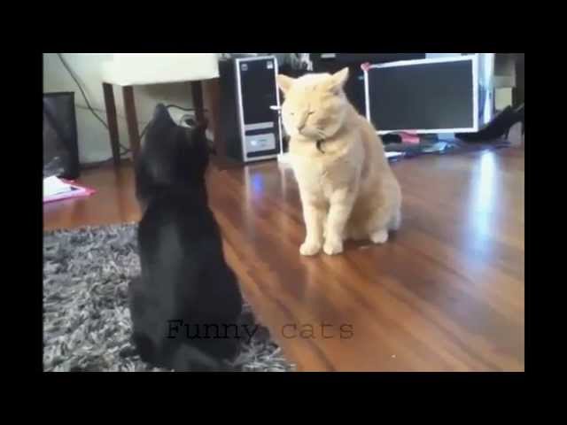 Funny Cat Videos Compilation Funny Cats Video Funny Animals Funny Fails 2014 Funny Videos 2014