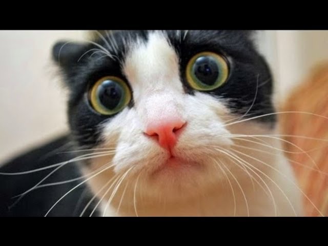 Funny Cats Compilation 2014 - HD - 720p