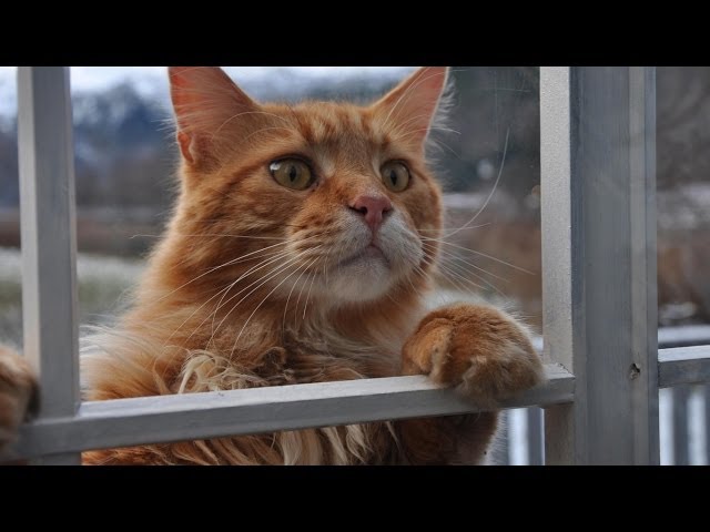 Top Funny Cats Compilation 2014