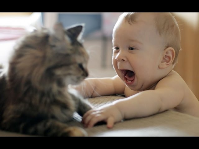 Funny Videos 2014 - Funny Cats Video - Funny Cat Videos Ever - Funny Animals Funny Fails 2014