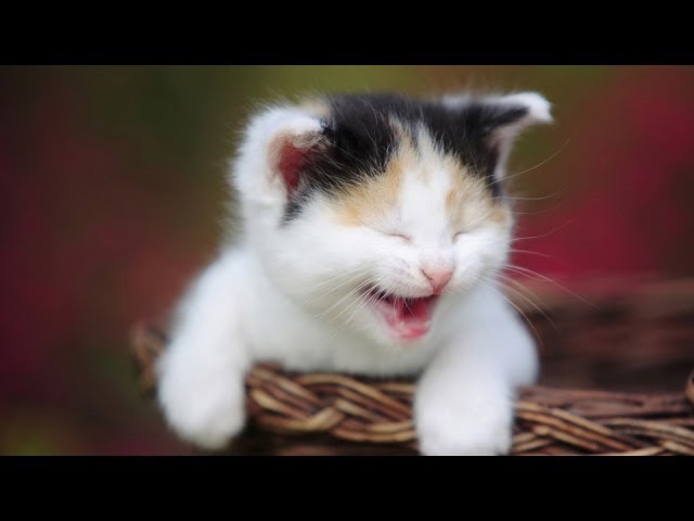 Funny cat vines - Ultimate cats vines compilation 2014