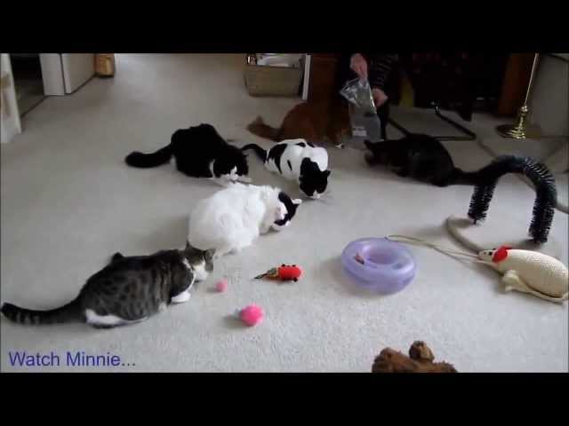 Epic Funny Cats Compilation 2013