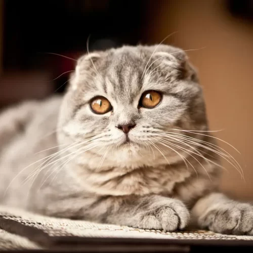Scottish-fold-cat-r934yr6zjhcmbbf1u9fcs31kb54rw6g2pkqvaxb24o