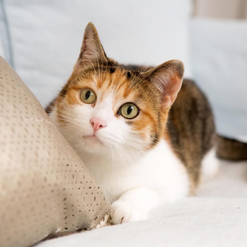 VIER-PFOTEN_2020-10-07_00138-2890x2000-1920x1329-1