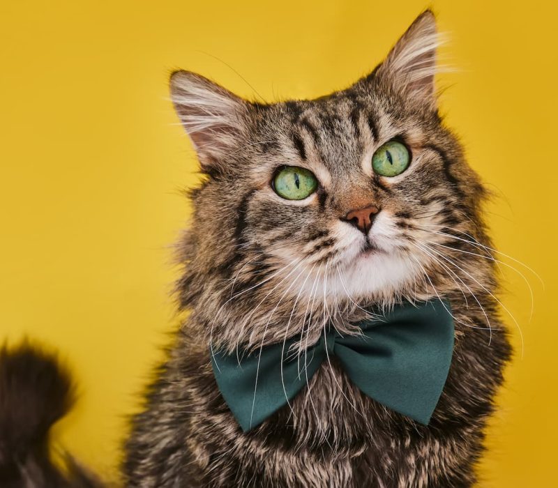up-funny-cat-in-bow-tie-and-glasses-sitting-on-yellow-2023-11-27-05-18-02-utc